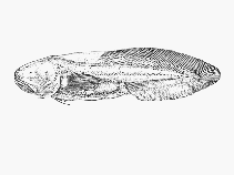 Image of Paraphyonus brevidorsalis 