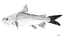 Image of Neoarius leptaspis (Salmon catfish)