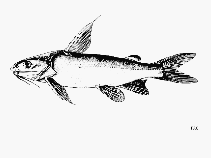 Image of Arius madagascariensis (Madagascar sea catfish)