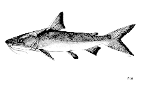 Image of Plicofollis nella (Smooth-headed catfish)