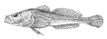 Image of Asprocottus abyssalis (Deep-water rough sculpin)