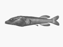 Image of Asquamiceps velaris (Fanfin smooth-head)