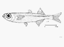 Image of Atherina breviceps (Cape silverside)