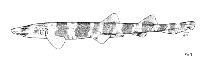 Image of Atelomycterus fasciatus (Banded catshark)