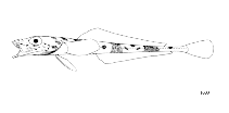 Image of Bathydraco marri (Deep-water dragon)