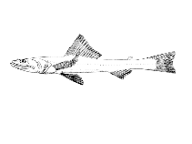 Image of Bathysaurus mollis (Highfin lizardfish)