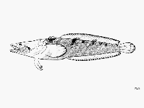 Image of Batrachoides walkeri (Walker\