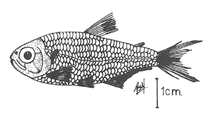 Image of Bryconamericus dahli 
