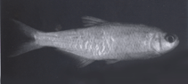 Image of Bryconamericus huilae 