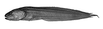 Image of Brosmolus longicaudus (Longtail cusk)