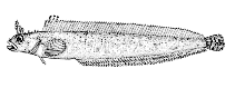 Image of Bryozoichthys marjorius (Pearly prickleback)