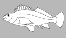 Image of Chironemus microlepis (Smallscale kelpfish)