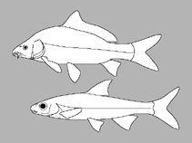Image of Discocheilus multilepis 
