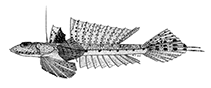 Image of Callionymus filamentosus (Blotchfin dragonet)