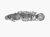 Image of Chatrabus hendersoni (Chocolate toadfish)