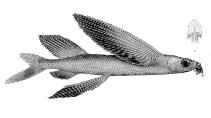 Image of Cheilopogon altipennis (Smallhead flyingfish)