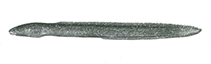 Image of Chilorhinus platyrhynchus (Flatnose xenocongrid eel)