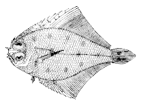 Image of Citharichthys gymnorhinus (Anglefin whiff)