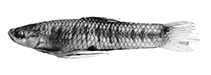 Image of Cnesterodon hypselurus (Cilida toothcarp)