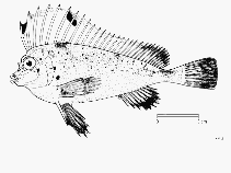 Image of Congiopodus spinifer (Spinenose horsefish)
