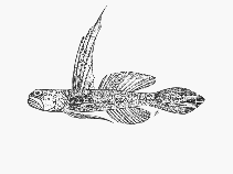 Image of Myersina pretoriusi (Pondoland sailfin goby)