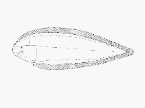 Image of Cynoglossus capensis (Sand tonguefish)