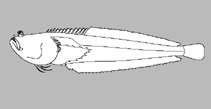 Image of Dactyloscopus moorei (Speckled stargazer)