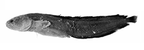 Image of Dermatopsis macrodon (Eastern yellow blindfish)