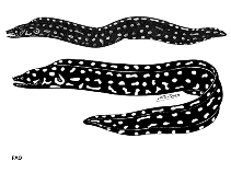 Image of Echidna xanthospilos (Yellow-spotted moray)