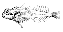 Image of Enophrys lucasi (Leister sculpin)