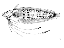 Image of Eretmophorus kleinenbergi 