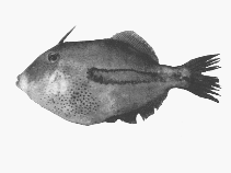 Image of Eubalichthys quadrispinis (Four-spined leatherjacket)
