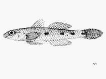 Image of Favonigobius aliciae 