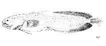 Image of Gunterichthys longipenis (Gold brotula)