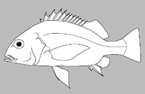 Image of Xenichthys rupestris 