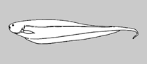 Image of Brachyhypopomus brevirostris (Bluntnose knifefish)