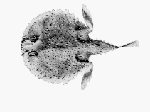 Image of Halieutaea brevicauda (Spiny sea bat)