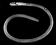 Image of Heteroconger cobra (Garden eel)