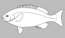 Image of Kyphosus gladius (Gladius sea chub)