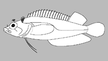 Image of Starksia fasciata (Blackbar blenny)