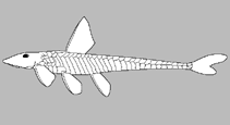 Image of Hypostomus sipaliwinii 
