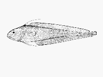 Image of Guttigadus globiceps (Fat-headed cod)