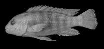 Image of Labidochromis ianthinus 
