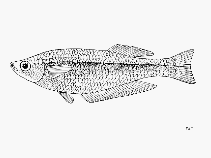 Image of Lamprichthys tanganicanus (Tanganyika killifish)