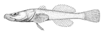 Image of Limnocottus bergianus 