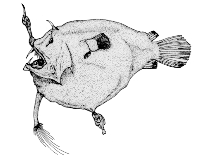 Image of Linophryne bicornis 