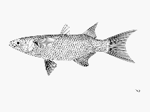 Image of Neochelon falcipinnis (Sicklefin mullet)