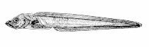 Image of Lycodapus endemoscotus (Deepwater slipskin)