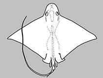 Image of Myliobatis ridens (Shortnose eagle ray)