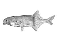 Image of Marcusenius dundoensis 